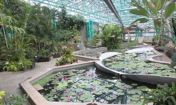 【京滋エリア発】 いけす活魚料理店で食す!活イカ造りと活あわび踊り焼き 生雲丹&活うなぎ丼 海鮮&近江牛グルメ会席と草津市立水生植物公園みずの森 日帰り3